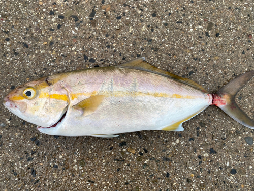 ショゴの釣果