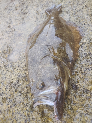 ヒラメの釣果