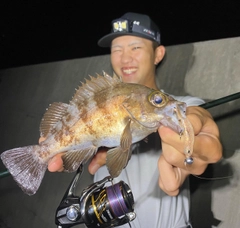 メバルの釣果