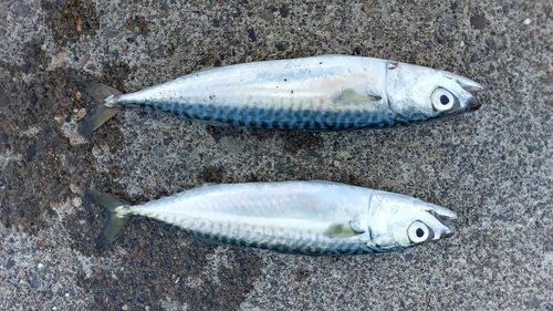 サバの釣果