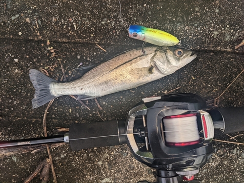 セイゴ（タイリクスズキ）の釣果