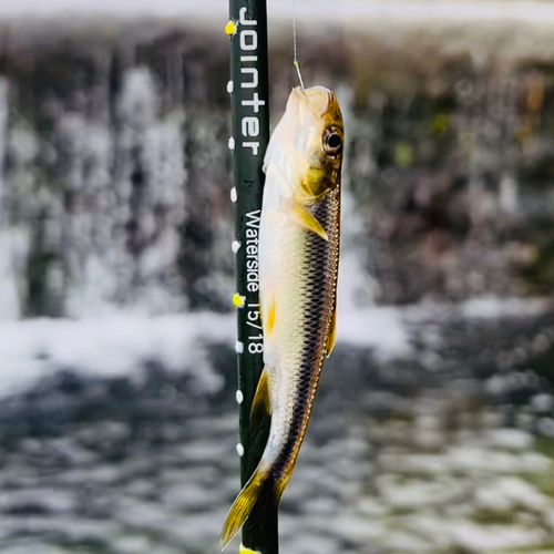 カワムツの釣果