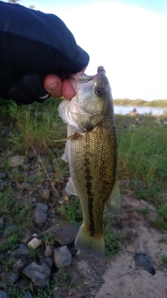 ラージマウスバスの釣果