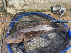 アイナメの釣果