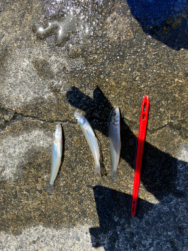 キスの釣果