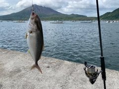 ネリゴの釣果