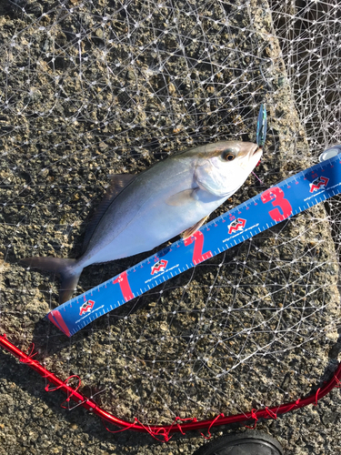 ショゴの釣果