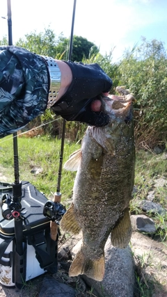 スモールマウスバスの釣果