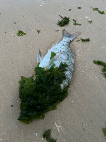 ハマフエフキの釣果