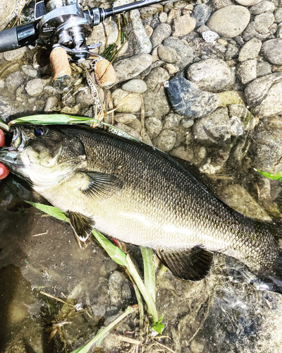 釣果