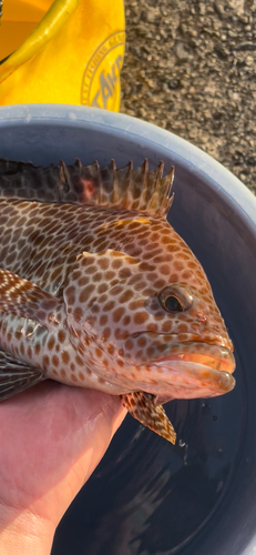 オオモンハタの釣果