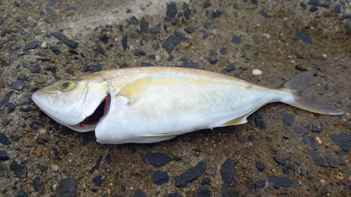 カンパチの釣果