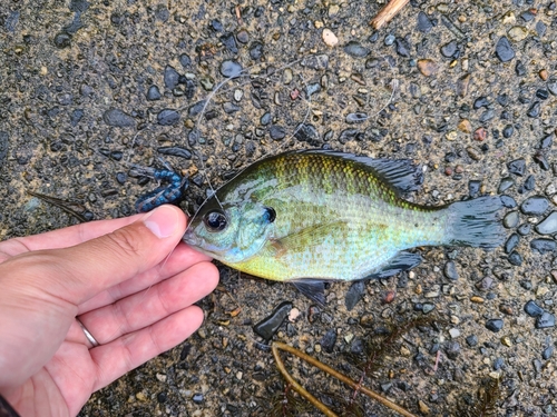 ブルーギルの釣果