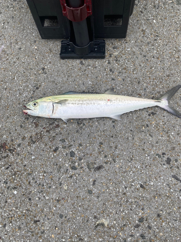 サゴシの釣果