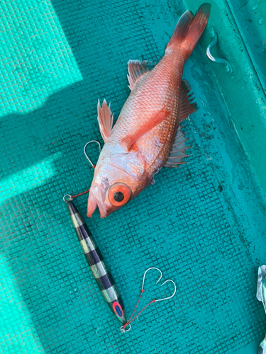 アカムツの釣果