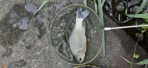 ヘラブナの釣果