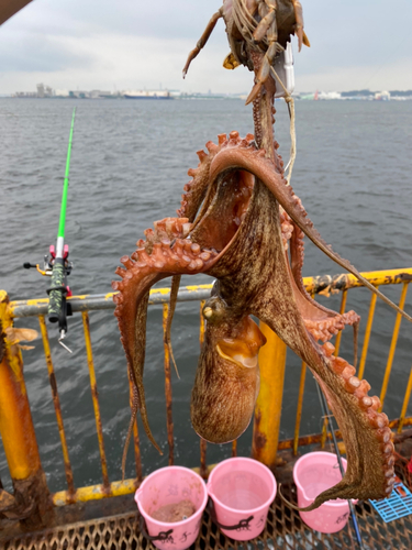 マダコの釣果