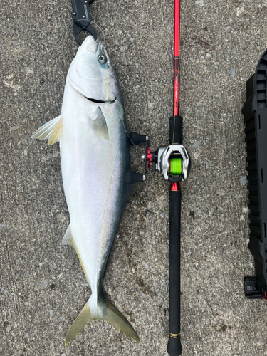 ワラサの釣果