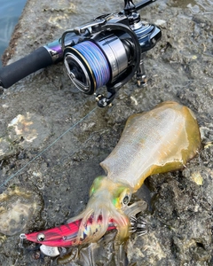 アオリイカの釣果