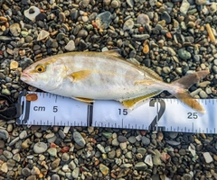 ショゴの釣果