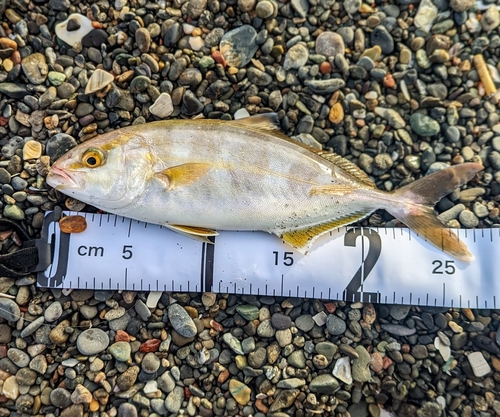 ショゴの釣果