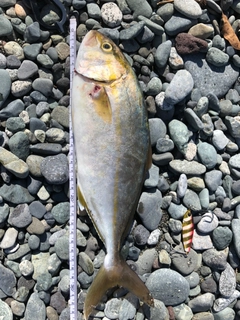 ショゴの釣果