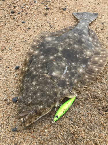 ヒラメの釣果