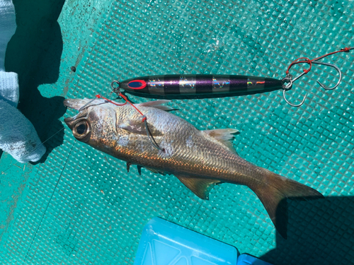 ムツの釣果