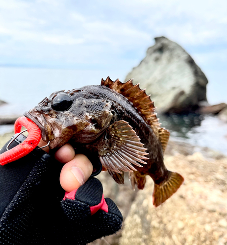 ガシラの釣果