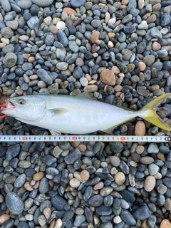 ショッコの釣果