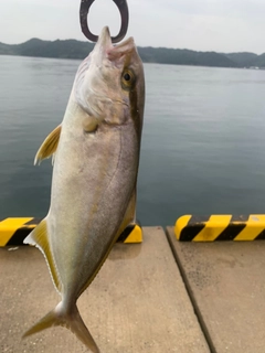 ネリゴの釣果