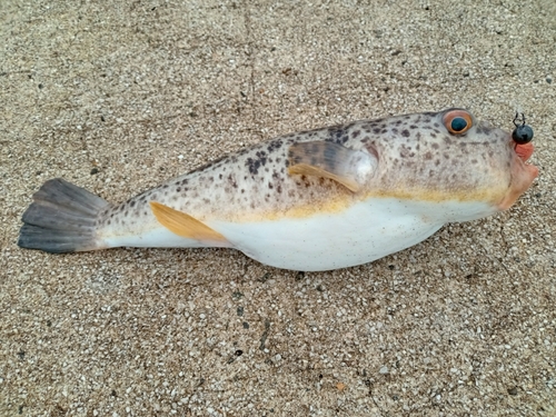 ショウサイフグの釣果