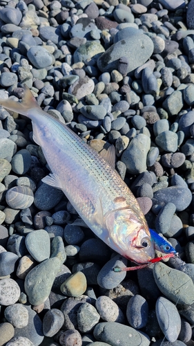 コノシロの釣果