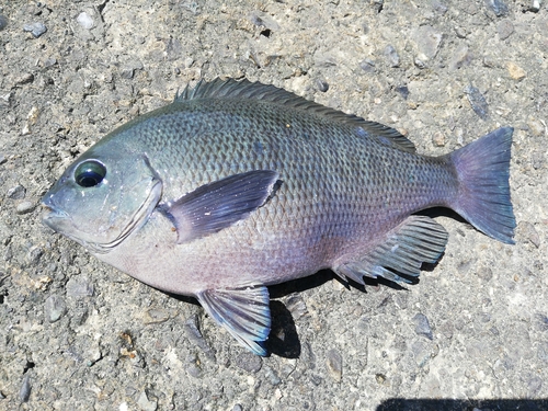 メジナの釣果