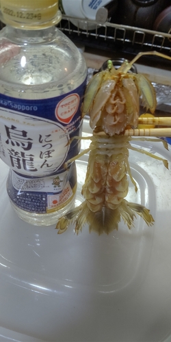 シャコの釣果