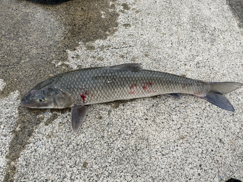 ニゴイの釣果