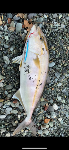 ショゴの釣果