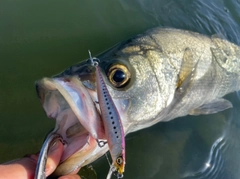 ヒラスズキの釣果