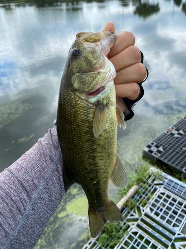 ラージマウスバスの釣果