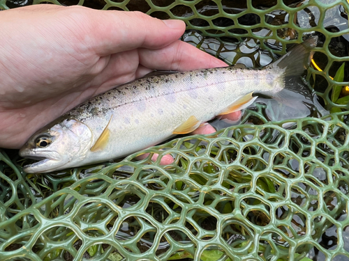 ヤマメの釣果