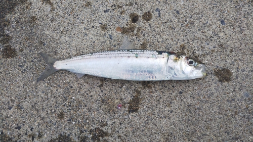 イワシの釣果