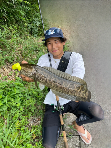 カムルチーの釣果