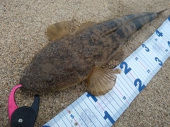 マゴチの釣果