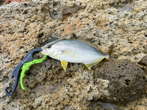 カンパチの釣果