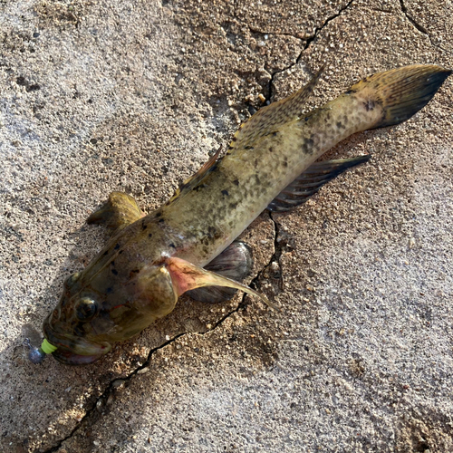 マハゼの釣果