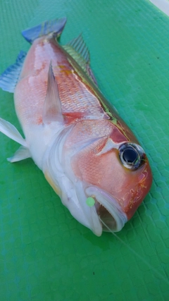 アマダイの釣果