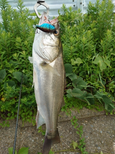 シーバスの釣果