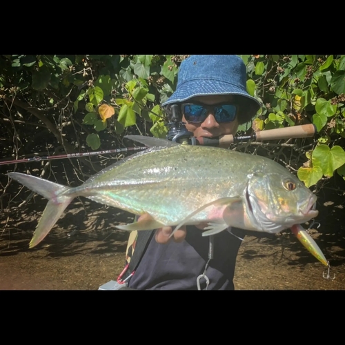 オニヒラアジの釣果