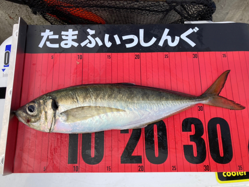 マアジの釣果