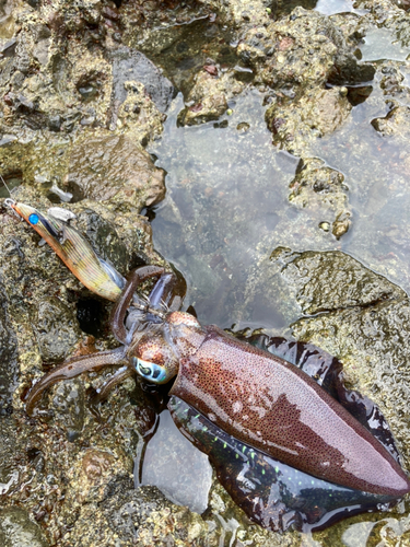 アオリイカの釣果